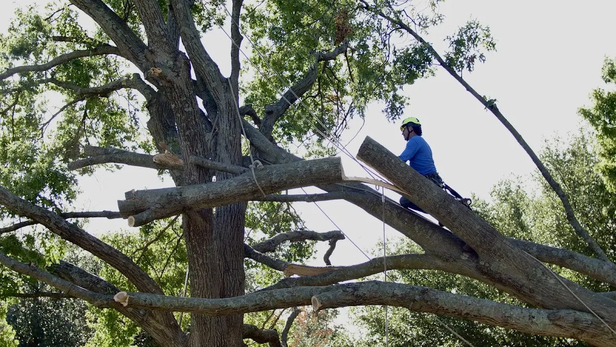 Professional Crown Thinning performed by certified arborists in New Summerfield