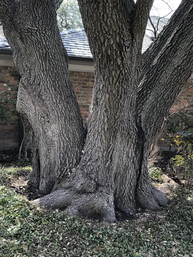 Mature heritage tree close to a New Summerfield property cared for by certified arborists